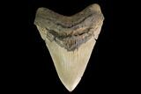 Serrated, Fossil Megalodon Tooth - North Carolina #147507-1